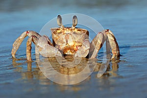 Ghost crab on beach