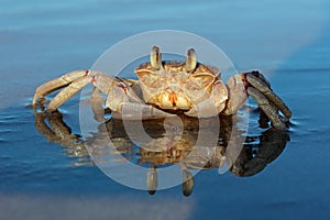 Ghost crab on beach