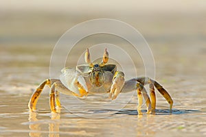 Ghost crab on beach