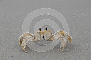 Ghost Crab on the beach