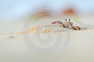 Ghost crab in the beach of Socotra island, Yemen