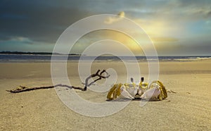 Ghost Crab on Beach at Sunset