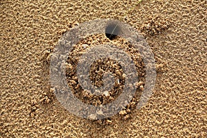 Ghost crab burrow on the beach