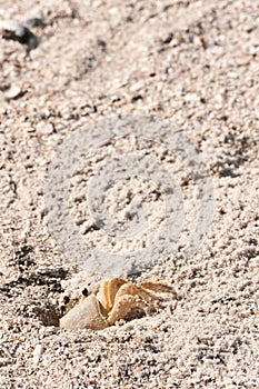 Ghost crab climbing out of sand tunnel