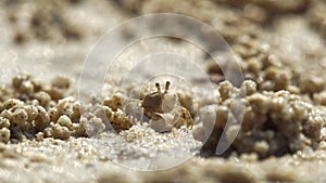 Ghost crab are eating plankton