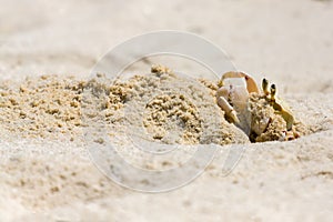 Ghost Crab Gathering Sand From Hole