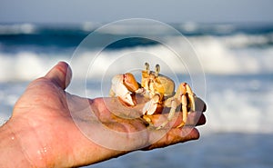 Ghost crab on hand