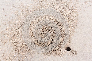 Ghost crab hole on the beach