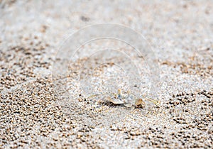 The ghost crab (latin name Ocypode cordimanus) is standing on the sand beach. Closeup macro view