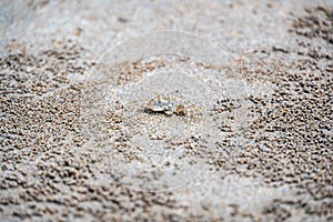 The ghost crab (latin name Ocypode cordimanus) is standing on the sand beach. Closeup macro view