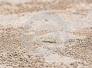 The ghost crab (latin name Ocypode cordimanus) is standing on the sand beach. Closeup macro view