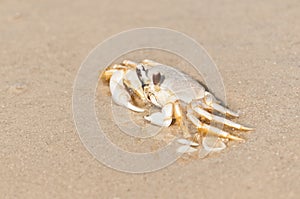 Ghost crab looking for safety in tidal water of Gulf of Mexico