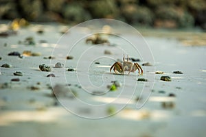 Ghost Crab on a Maldives Beach