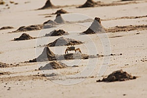 Ghost Crab Mounds photo