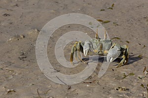 Ghost crab, Mozambique photo
