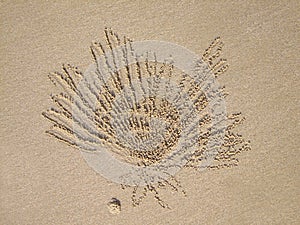 Ghost Crab (Ocypode ceratophthalma)