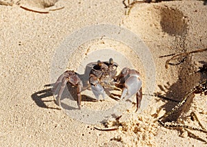 Ghost crab Ocypode cordimanus
