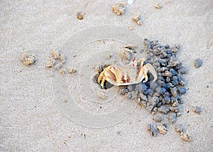 Ghost Crab - Ocypode - Digging Burrow on Sandy Beach