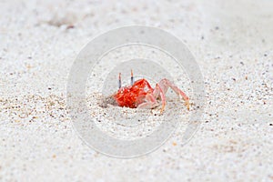 Ghost Crab Ocypode gaudichaudii coming out of hole in sand Galapagos Islands, Ecuador