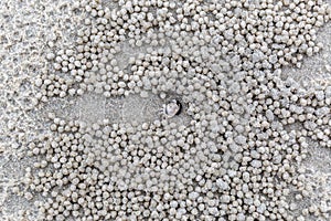 Ghost crab Ocypode macrocera digging the sand balls, making ho