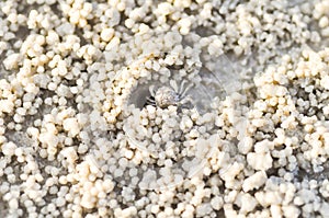 Ghost crab,Ocypode or Ocypodidae