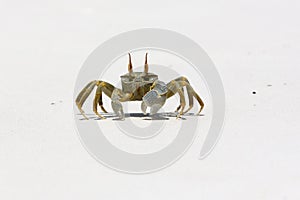 Ghost Crab (Ocypode quadrata)