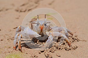 Ghost crab (Ocypode ryderi) on the beach