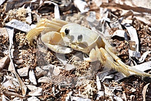 Ghost Crab on Old Seaweed on a Beach