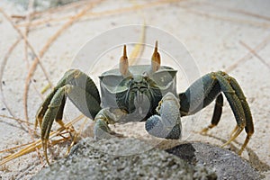 Ghost crab. Platte Island. Seychelles.