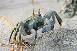 Ghost crab. Platte Island. Seychelles.