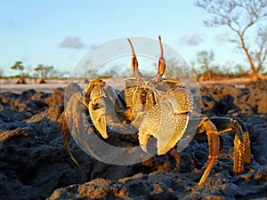 Ghost crab on rocks, Mozambique, southern Africa