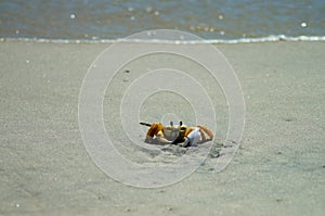 Ghost Crab in the Sand at the Beach