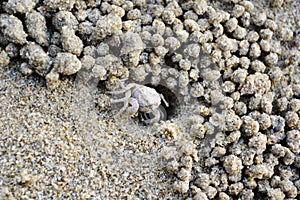Ghost crab, Sand bubbler crab, in hole on beach sand.
