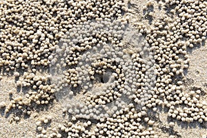 Ghost crab sand creature