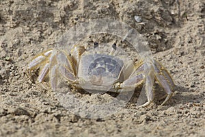 Ghost Crab on a Sandy Beach