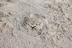 The ghost crab on the sandy beach.