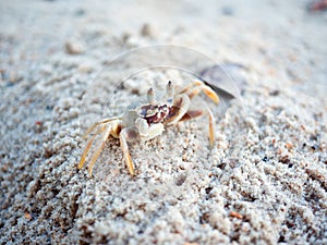 Ghost crab on sandy beach