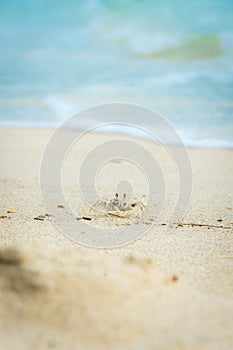 Ghost crab scavenging items