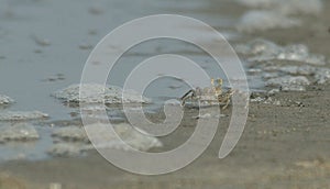 Ghost crab in sea beach photo
