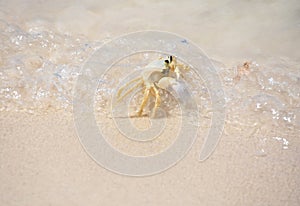 Ghost Crab in Shallow Ocean Waters