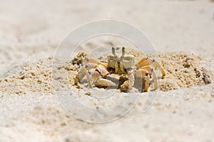 Ghost Crab Standing Beside Hole