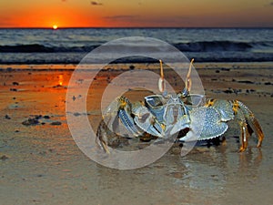 Ghost crab at sunset