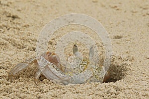 A ghost crab at Tortuga Bay