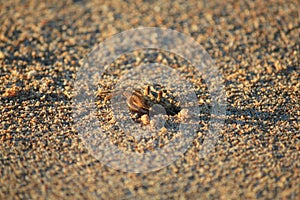 Ghost crab at work