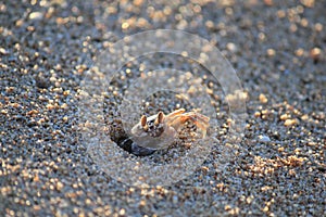 Ghost crab at work