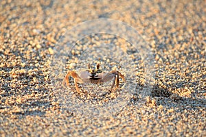 Ghost crab at work