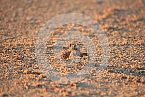 Ghost crab at work