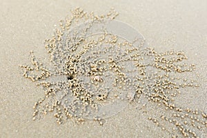 Ghost crabs digging sand balls