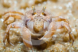 Ghost crabs (Ocypode quadrata)