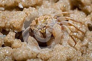 Ghost crabs (Ocypode quadrata)